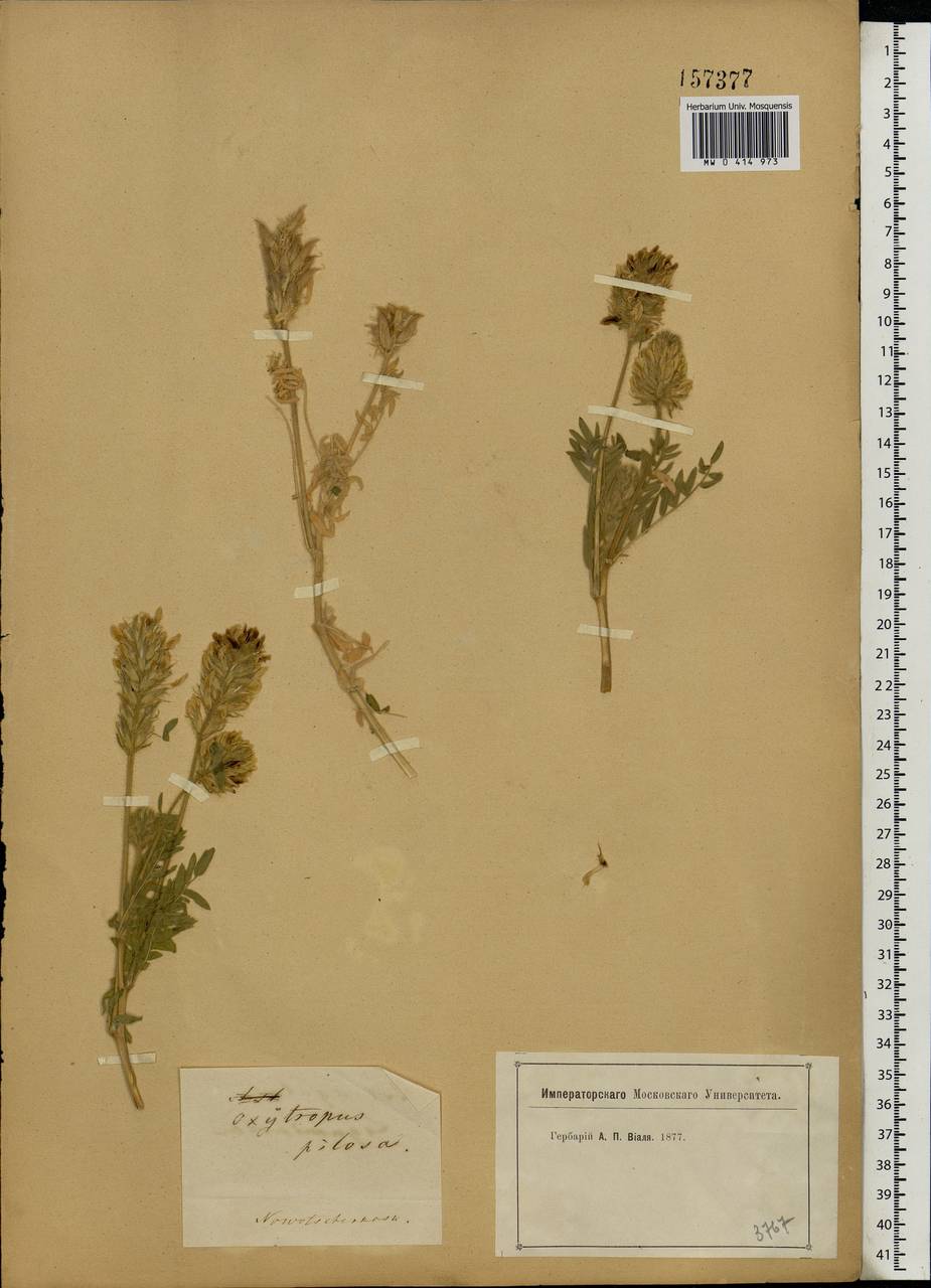 Oxytropis pilosa (L.)DC., Eastern Europe, Rostov Oblast (E12a) (Russia)