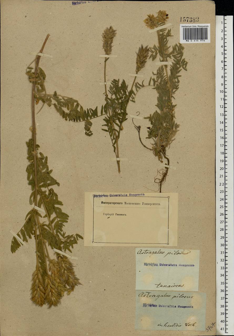 Oxytropis pilosa (L.)DC., Eastern Europe, Rostov Oblast (E12a) (Russia)