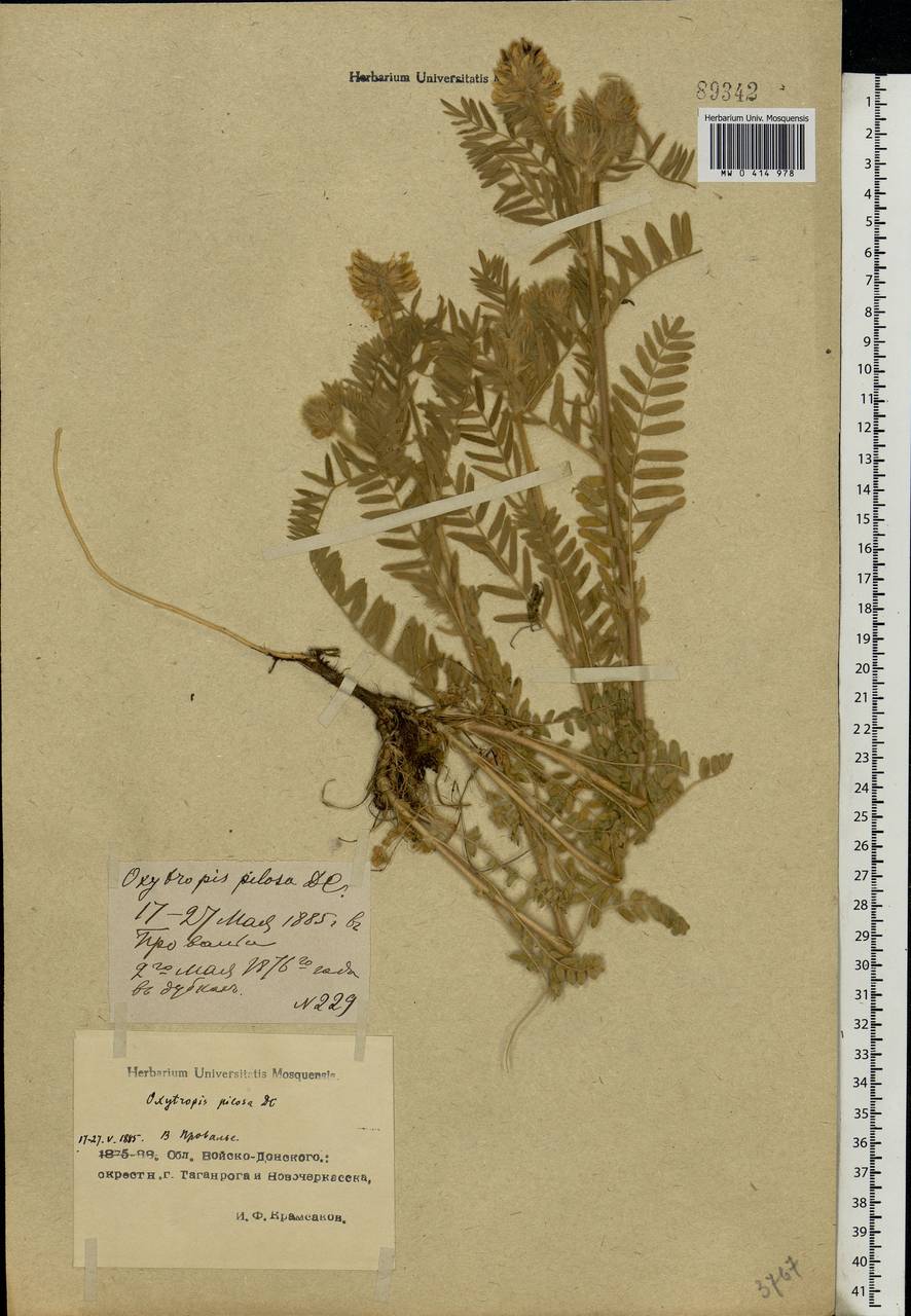 Oxytropis pilosa (L.)DC., Eastern Europe, North Ukrainian region (E11) (Ukraine)