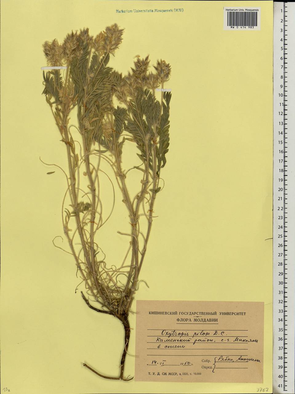 Oxytropis pilosa (L.)DC., Eastern Europe, Moldova (E13a) (Moldova)