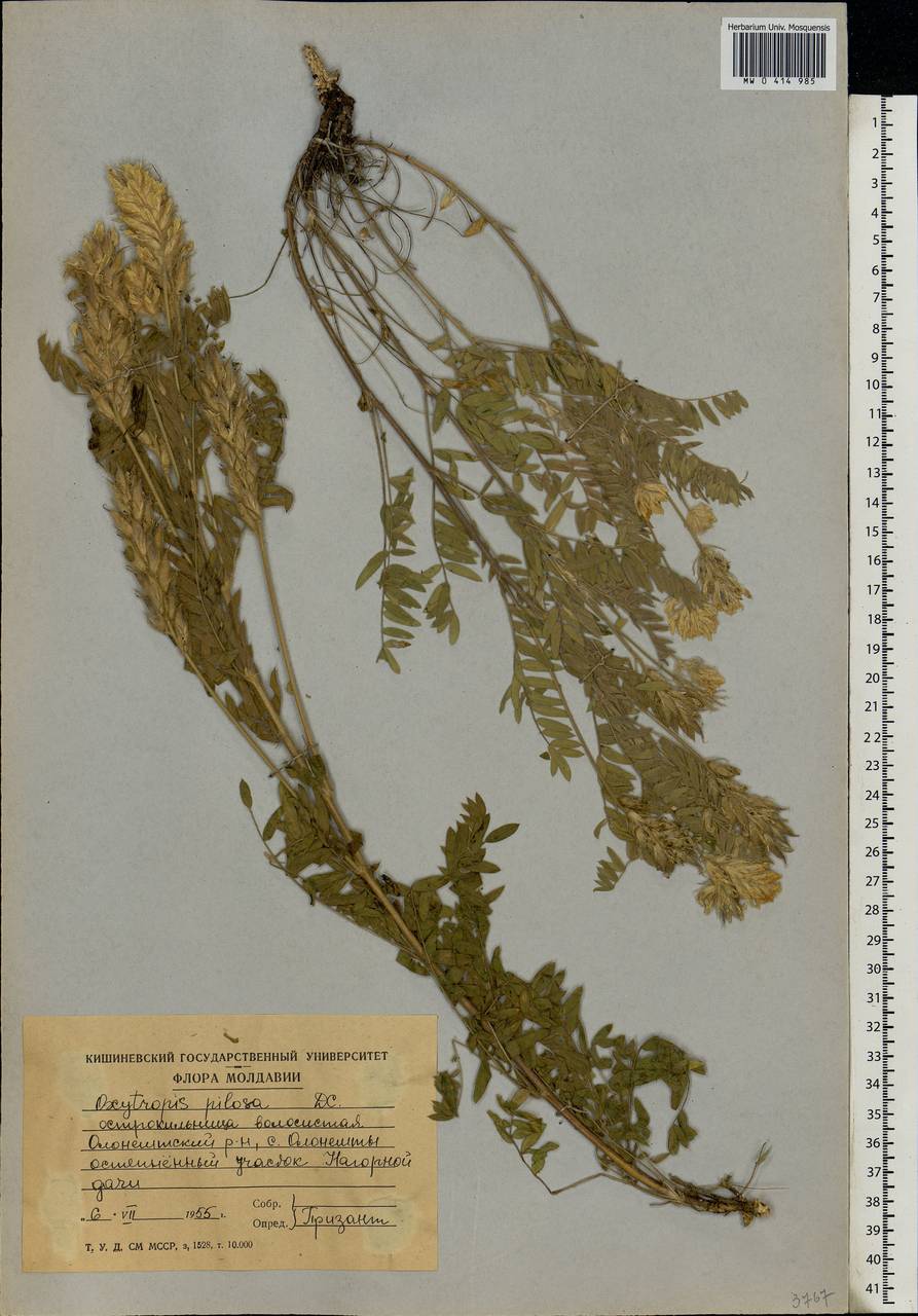 Oxytropis pilosa (L.)DC., Eastern Europe, Moldova (E13a) (Moldova)