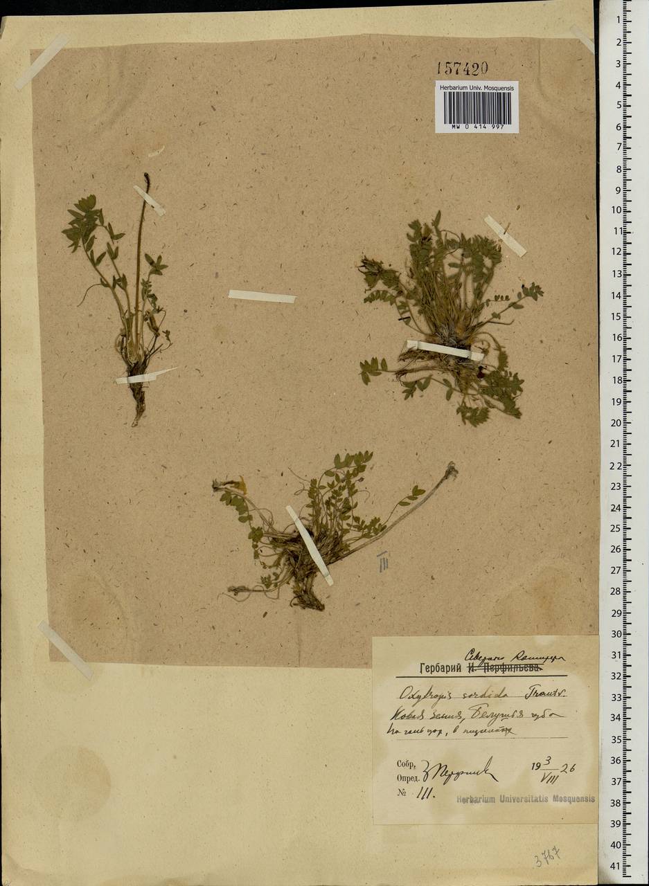 Oxytropis sordida, Eastern Europe, Northern region (E1) (Russia)