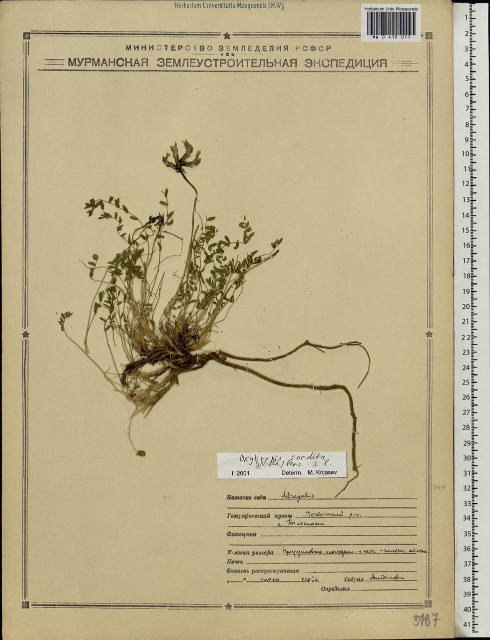 Oxytropis sordida, Eastern Europe, Northern region (E1) (Russia)