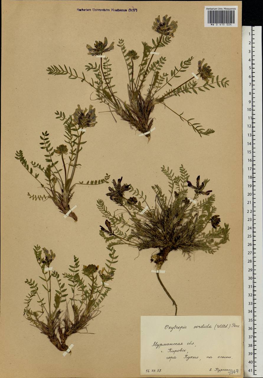 Oxytropis sordida (Willd.) Pers., Eastern Europe, Northern region (E1) (Russia)
