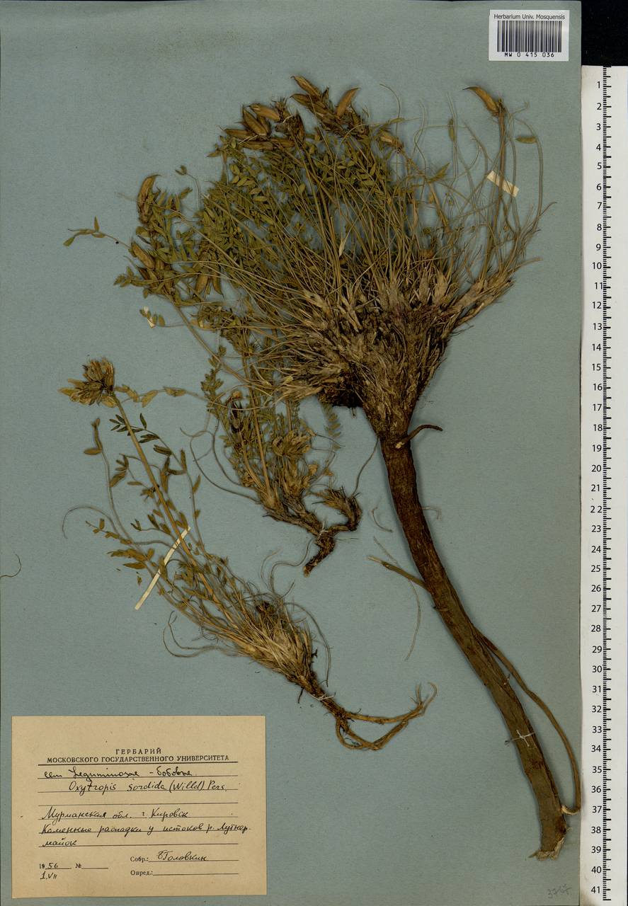 Oxytropis sordida, Eastern Europe, Northern region (E1) (Russia)