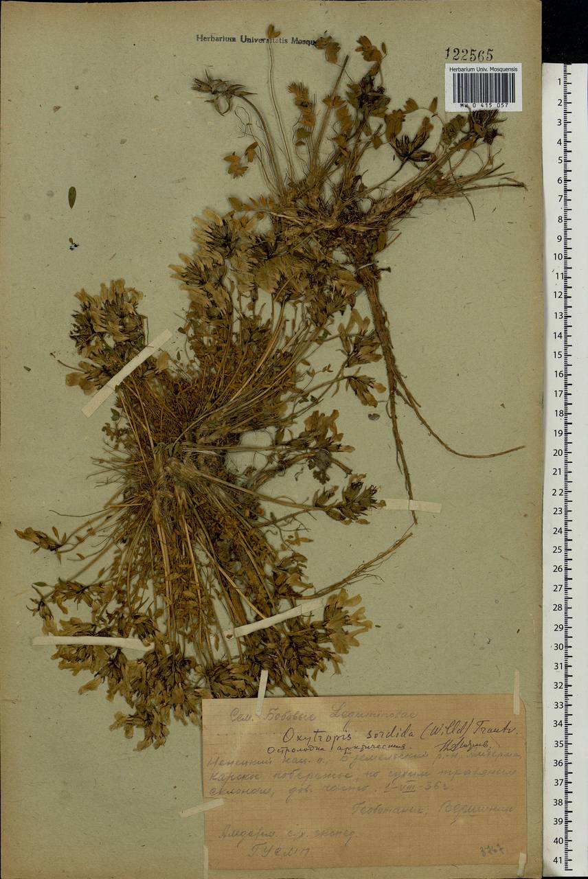 Oxytropis sordida (Willd.) Pers., Eastern Europe, Northern region (E1) (Russia)