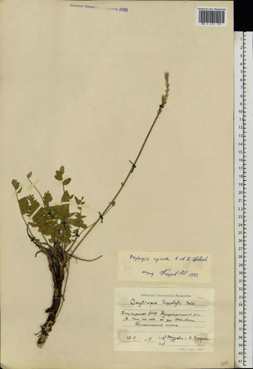 Oxytropis spicata (Pall.)O.Fedtsch. & B.Fedtsch., Eastern Europe, Eastern region (E10) (Russia)