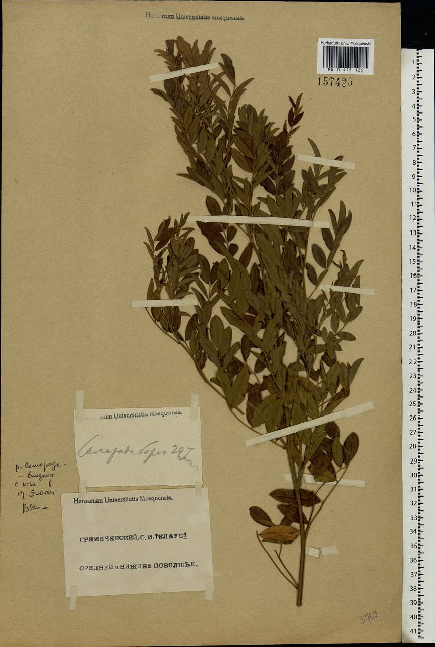 Glycyrrhiza, Eastern Europe, Lower Volga region (E9) (Russia)