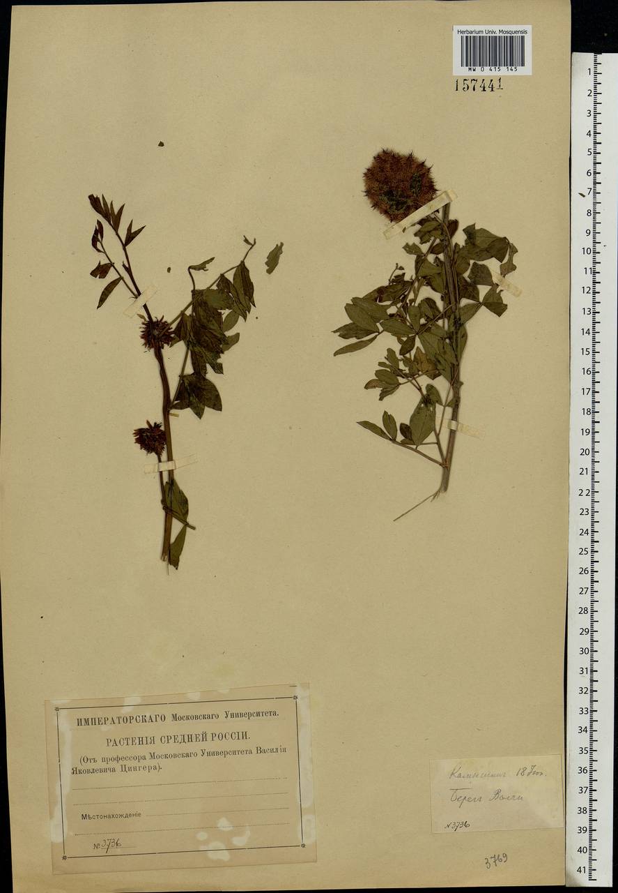 Glycyrrhiza echinata L., Eastern Europe, Lower Volga region (E9) (Russia)