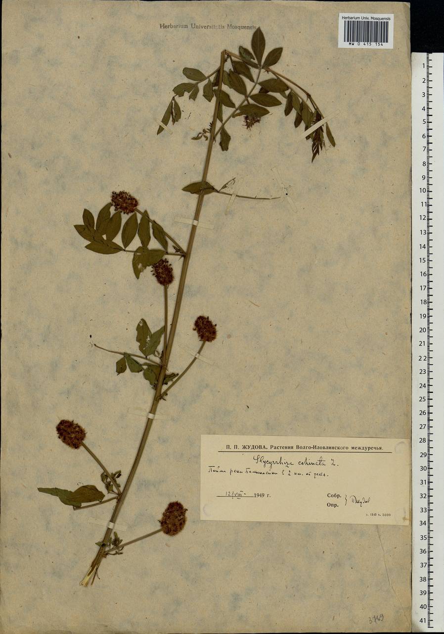 Glycyrrhiza echinata L., Eastern Europe, Lower Volga region (E9) (Russia)