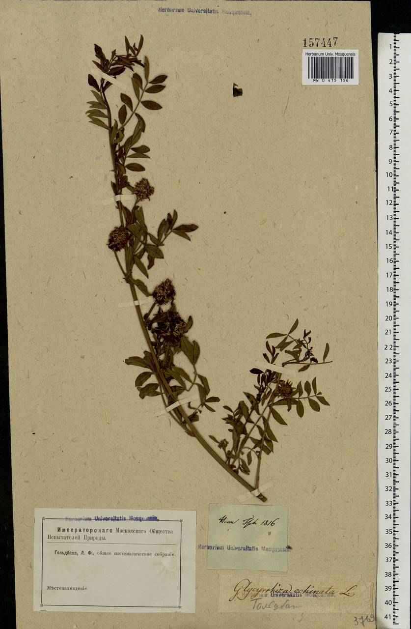 Glycyrrhiza echinata L., Eastern Europe, Rostov Oblast (E12a) (Russia)