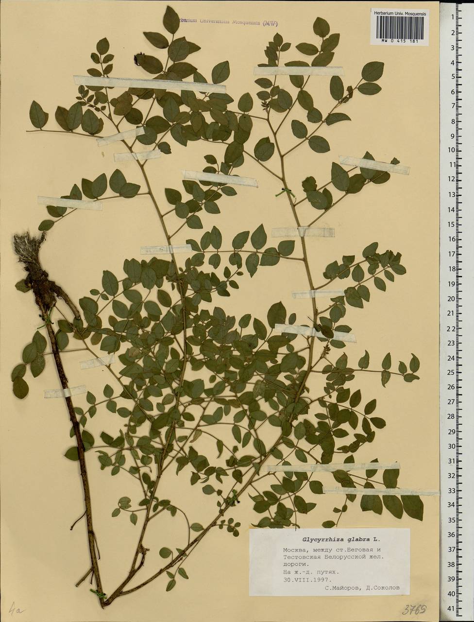 Glycyrrhiza glabra L., Eastern Europe, Moscow region (E4a) (Russia)
