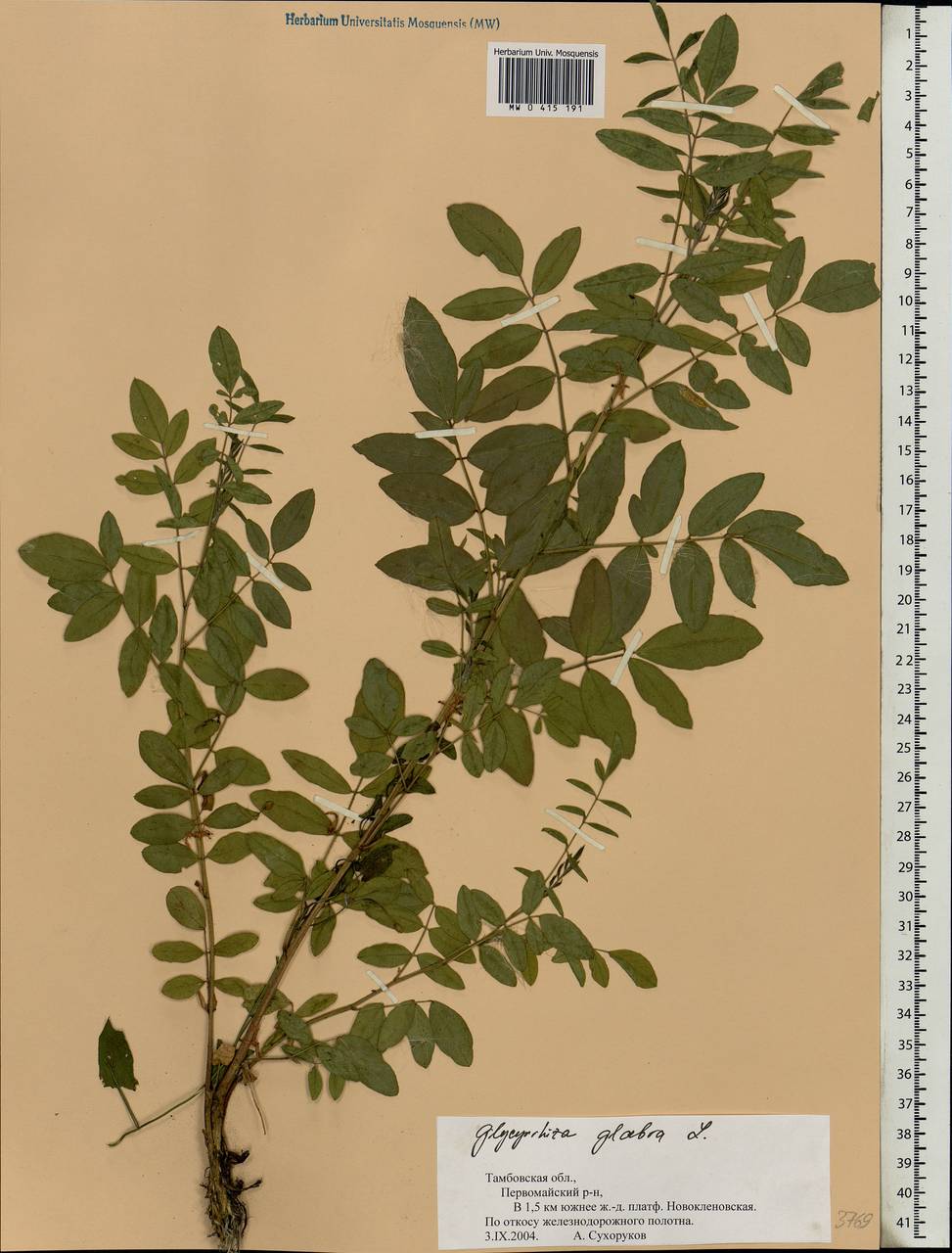 Glycyrrhiza glabra L., Eastern Europe, Central forest-and-steppe region (E6) (Russia)