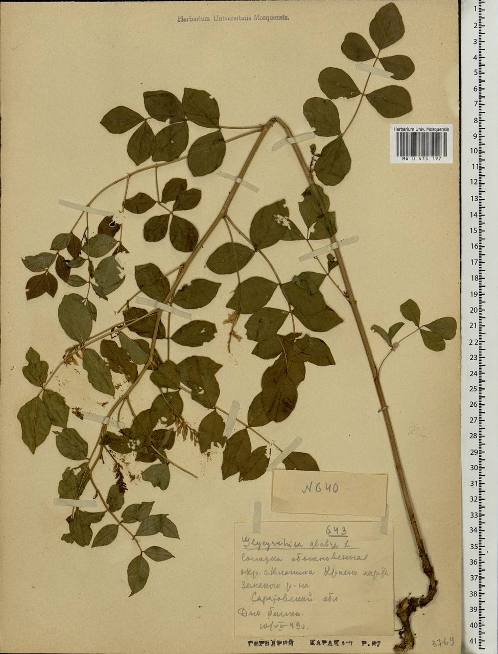 Glycyrrhiza glabra L., Eastern Europe, Lower Volga region (E9) (Russia)