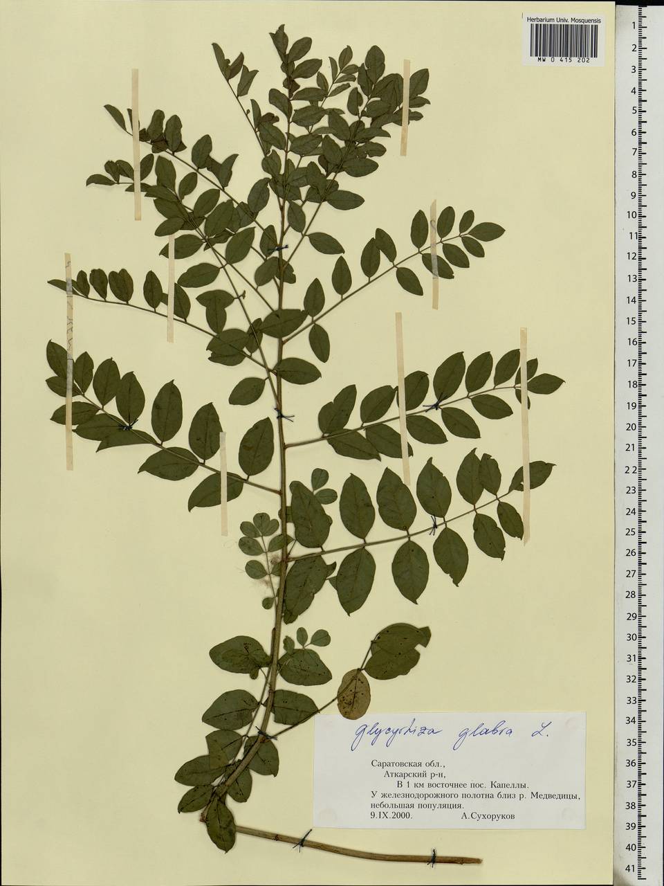 Glycyrrhiza glabra L., Eastern Europe, Lower Volga region (E9) (Russia)
