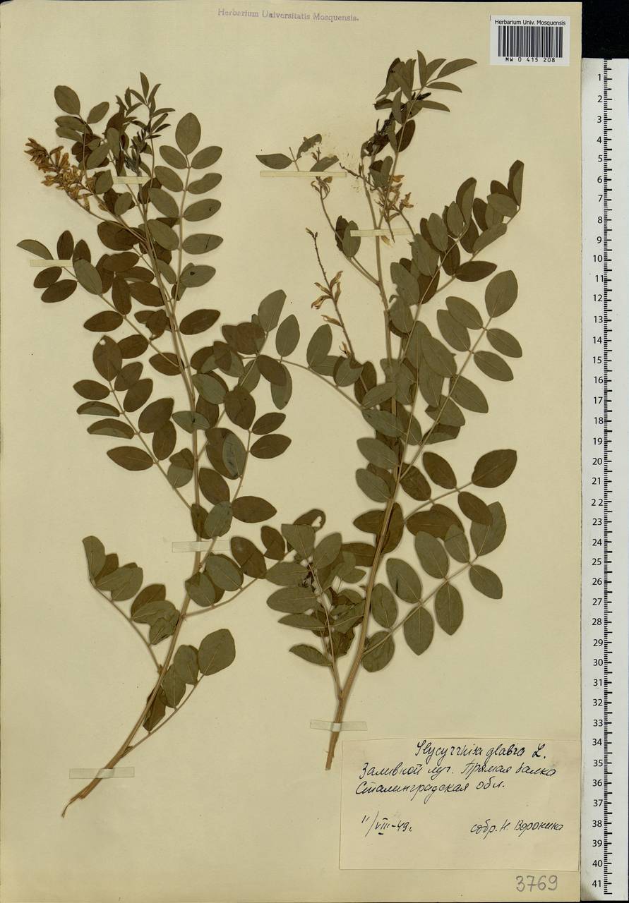 Glycyrrhiza glabra L., Eastern Europe, Lower Volga region (E9) (Russia)