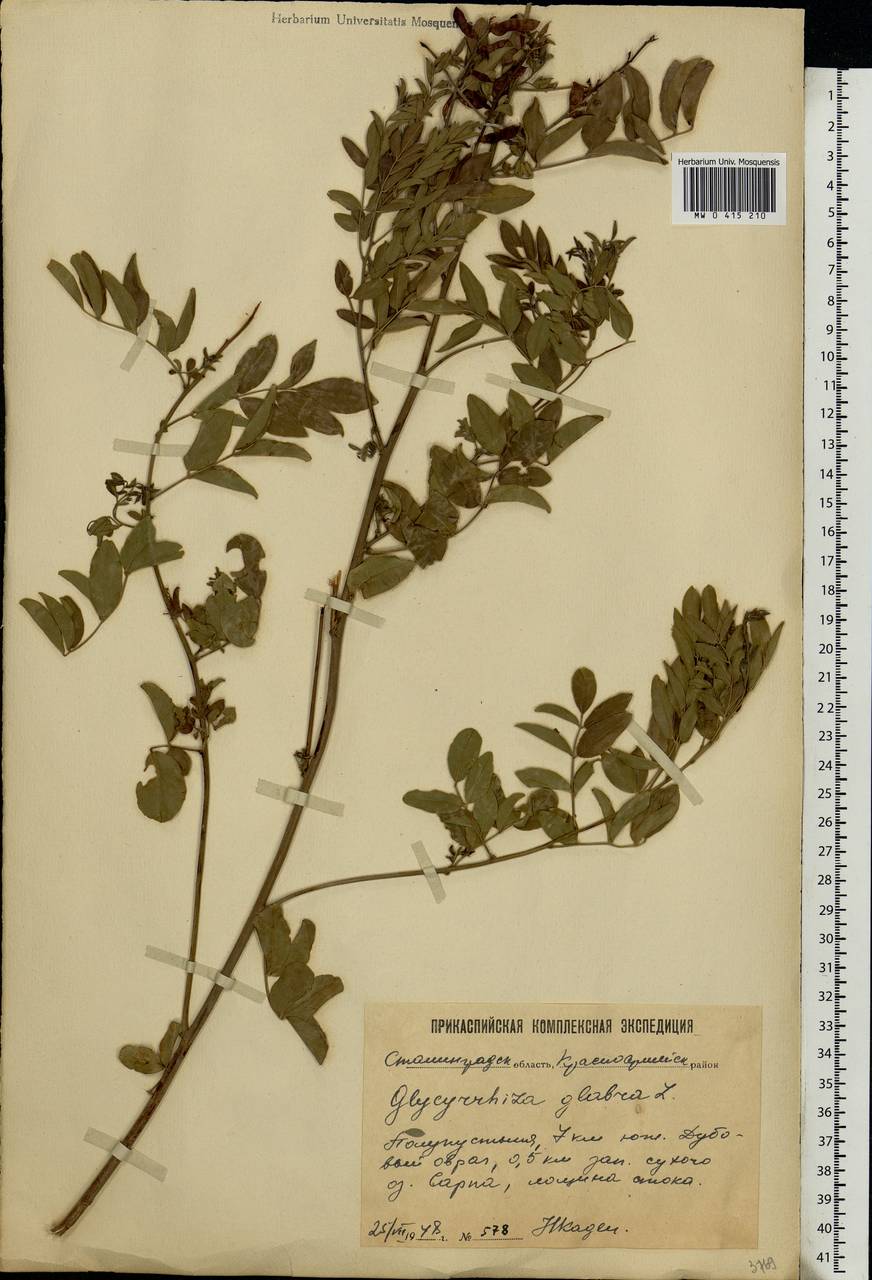 Glycyrrhiza glabra L., Eastern Europe, Lower Volga region (E9) (Russia)