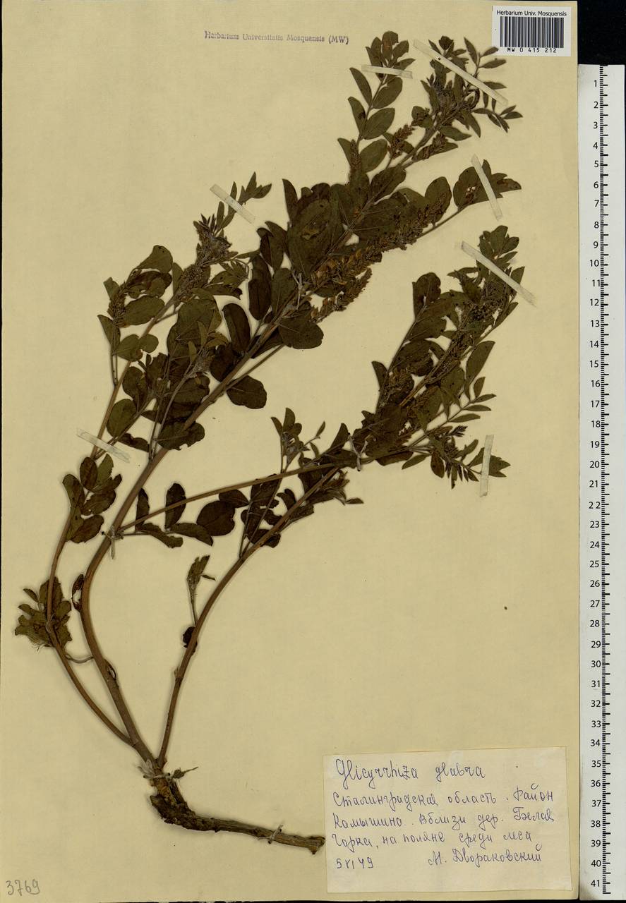 Glycyrrhiza glabra L., Eastern Europe, Lower Volga region (E9) (Russia)