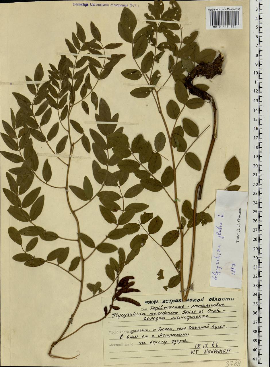 Glycyrrhiza glabra L., Eastern Europe, Lower Volga region (E9) (Russia)