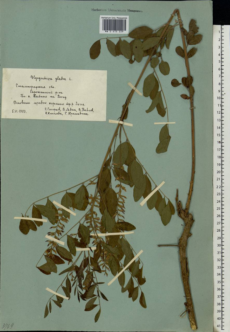 Glycyrrhiza glabra L., Eastern Europe, Lower Volga region (E9) (Russia)