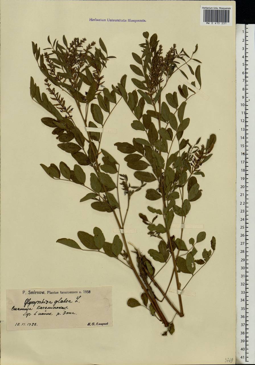 Glycyrrhiza glabra L., Eastern Europe, Lower Volga region (E9) (Russia)