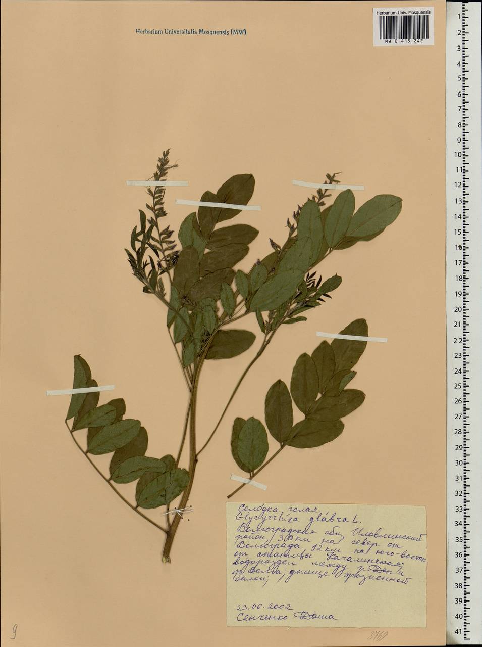 Glycyrrhiza glabra L., Eastern Europe, Lower Volga region (E9) (Russia)