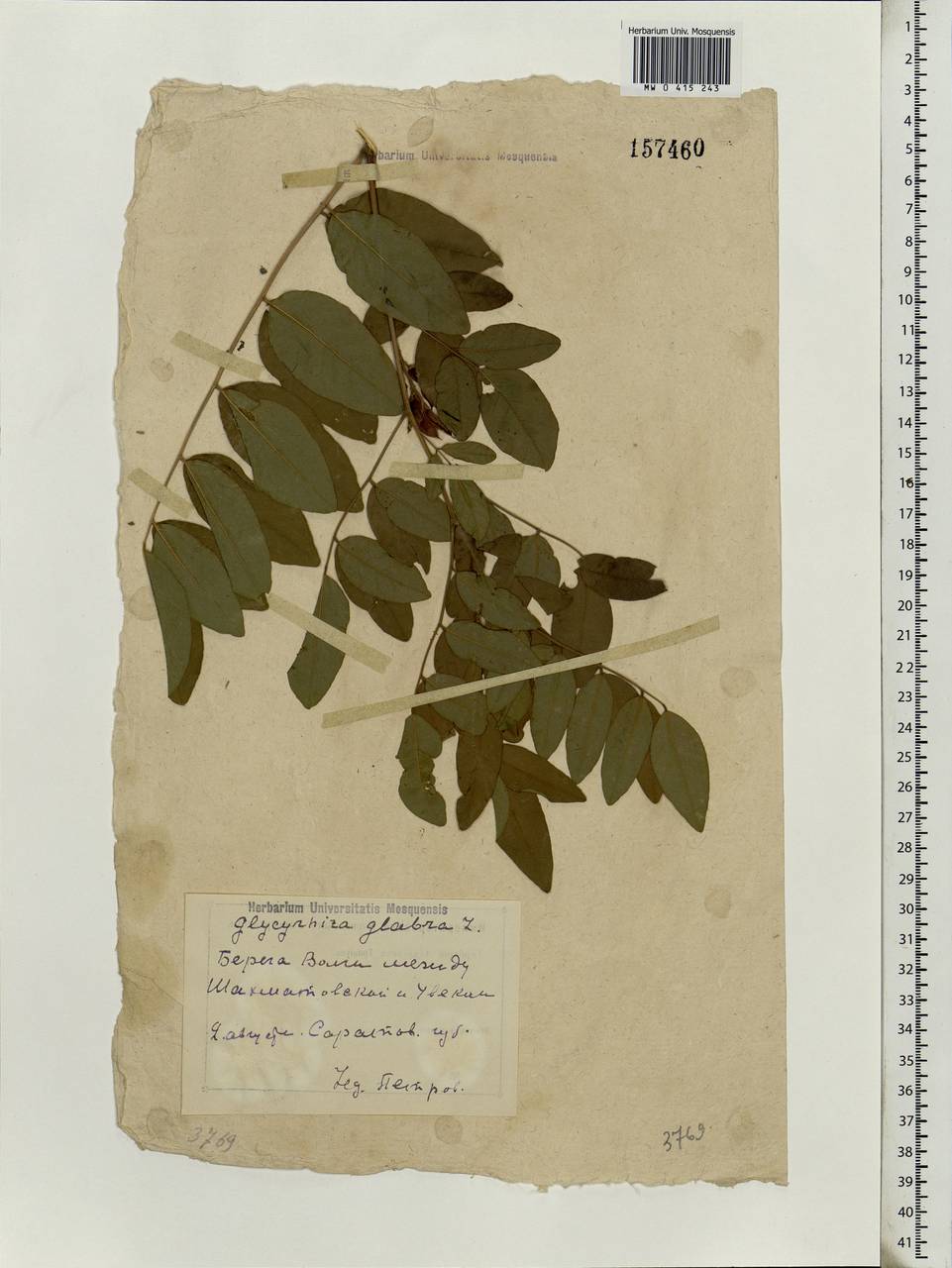 Glycyrrhiza glabra L., Eastern Europe, Lower Volga region (E9) (Russia)