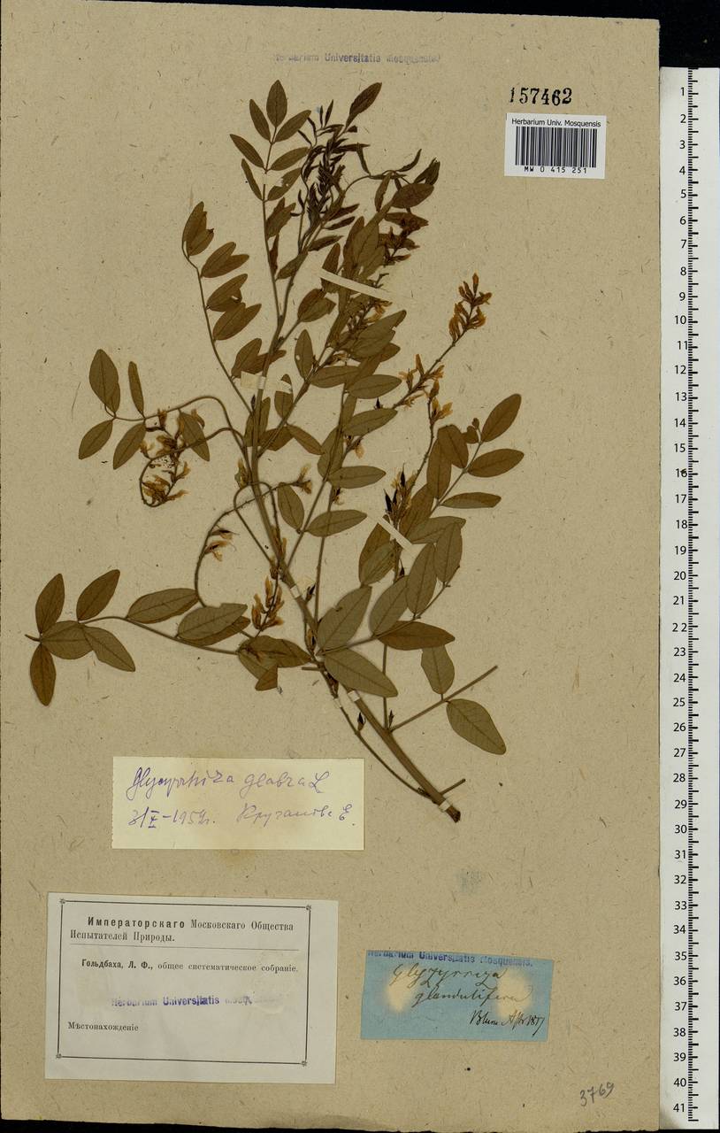 Glycyrrhiza glabra L., Eastern Europe, Lower Volga region (E9) (Russia)