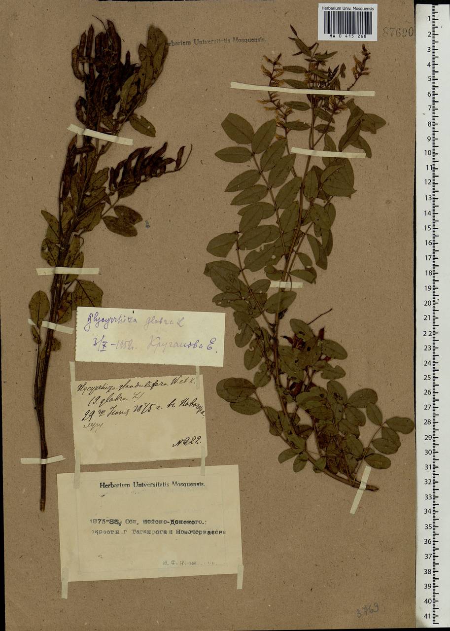 Glycyrrhiza glabra L., Eastern Europe, Rostov Oblast (E12a) (Russia)