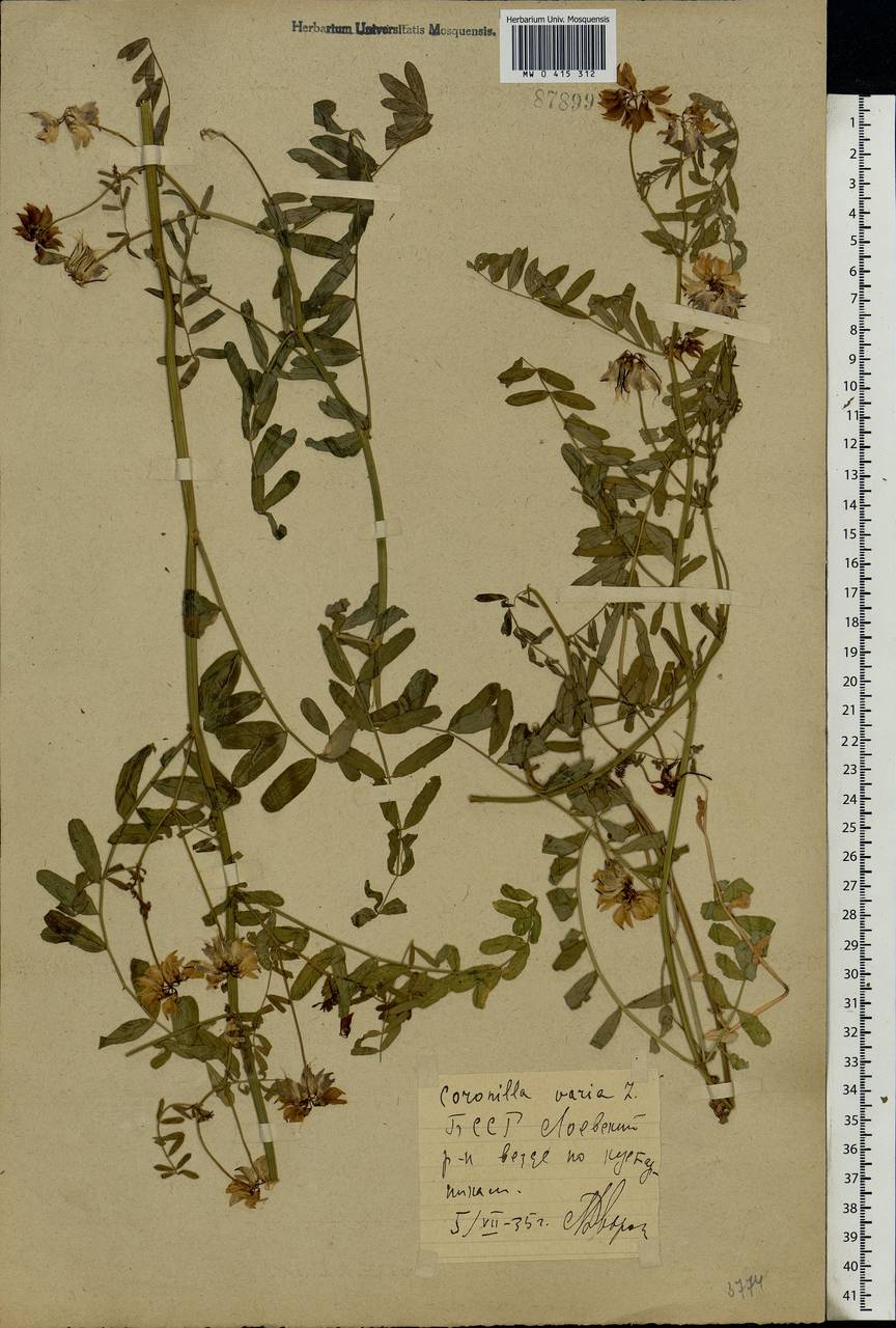 Coronilla varia L., Eastern Europe, Belarus (E3a) (Belarus)