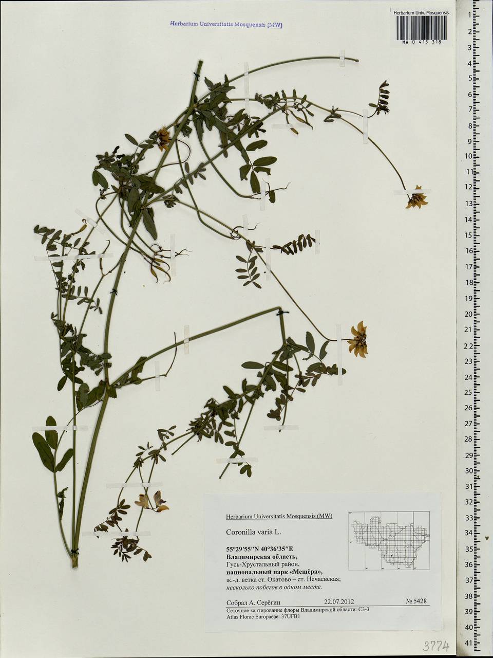 Coronilla varia L., Eastern Europe, Central region (E4) (Russia)