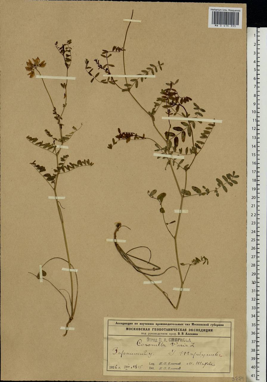 Coronilla varia L., Eastern Europe, Moscow region (E4a) (Russia)