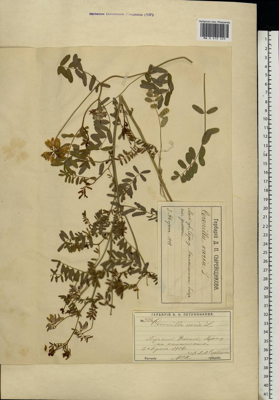 Coronilla varia L., Eastern Europe, Moscow region (E4a) (Russia)