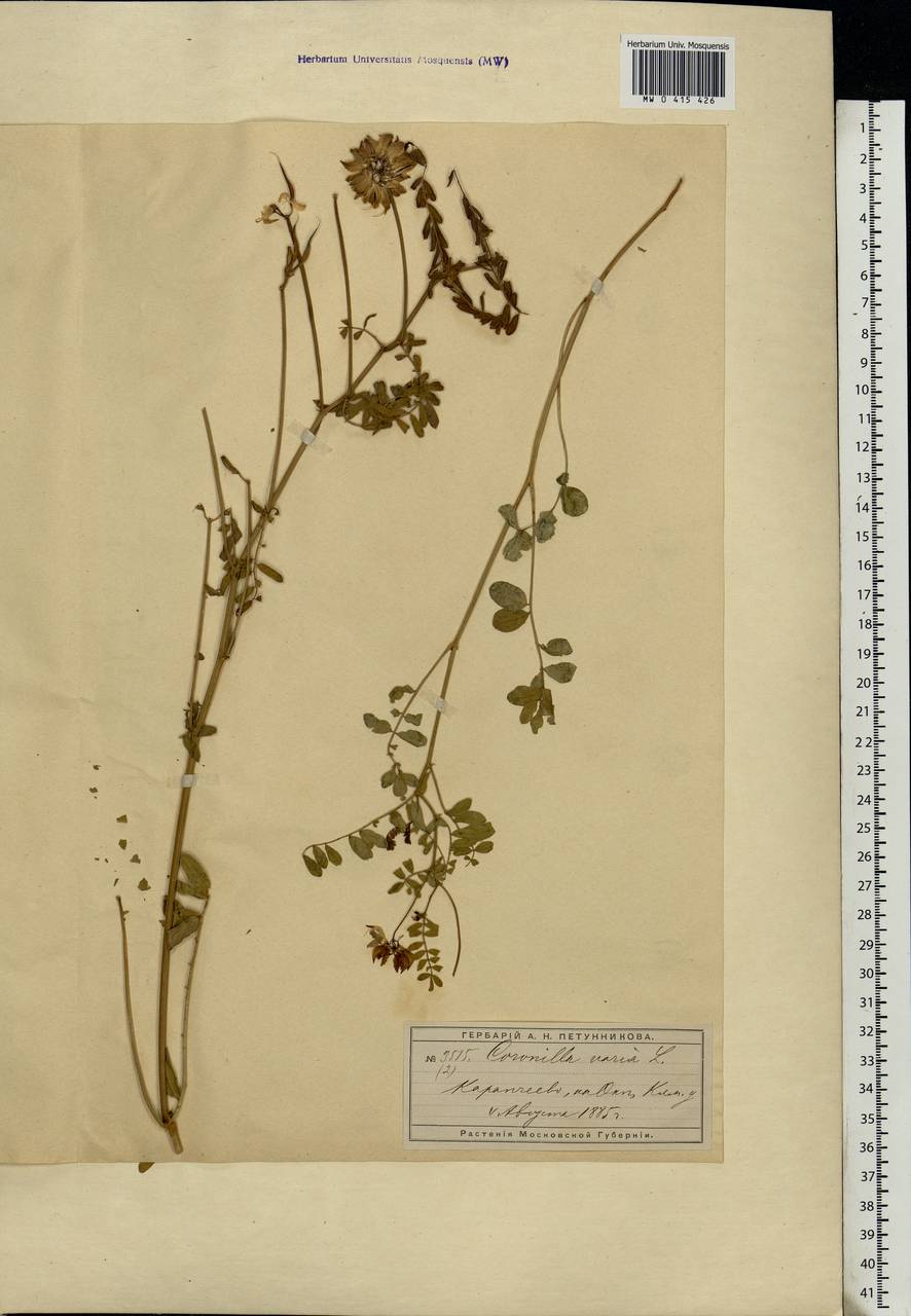 Coronilla varia L., Eastern Europe, Moscow region (E4a) (Russia)