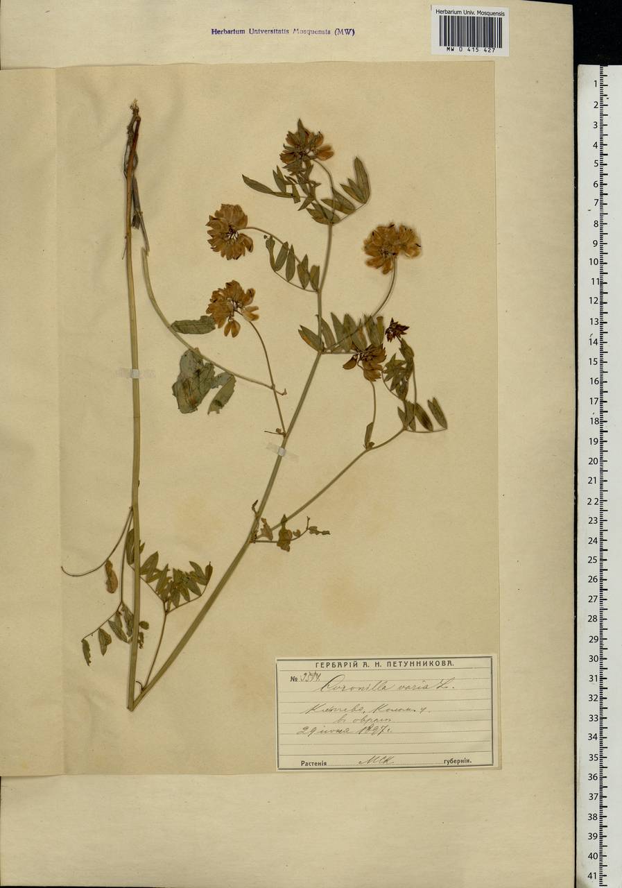 Coronilla varia L., Eastern Europe, Moscow region (E4a) (Russia)