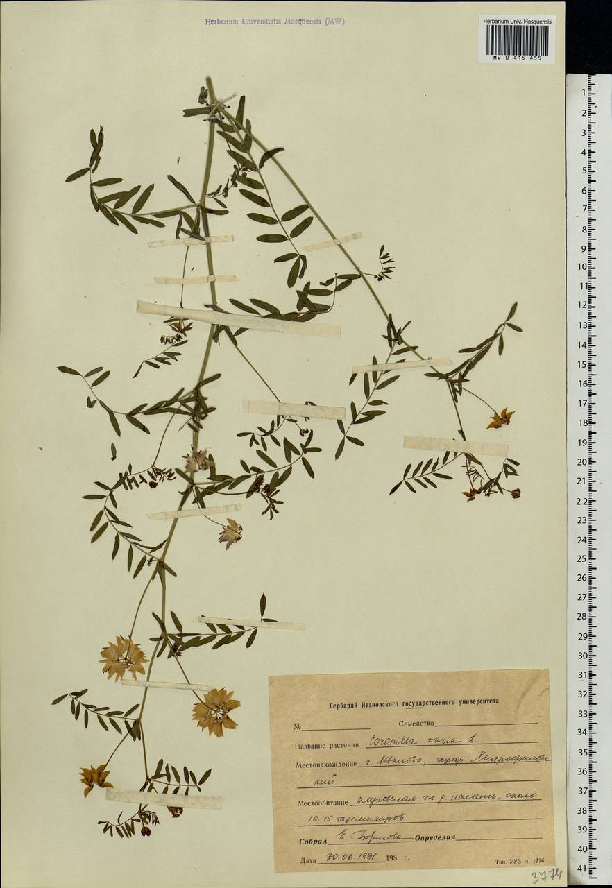 Coronilla varia L., Eastern Europe, Central forest region (E5) (Russia)