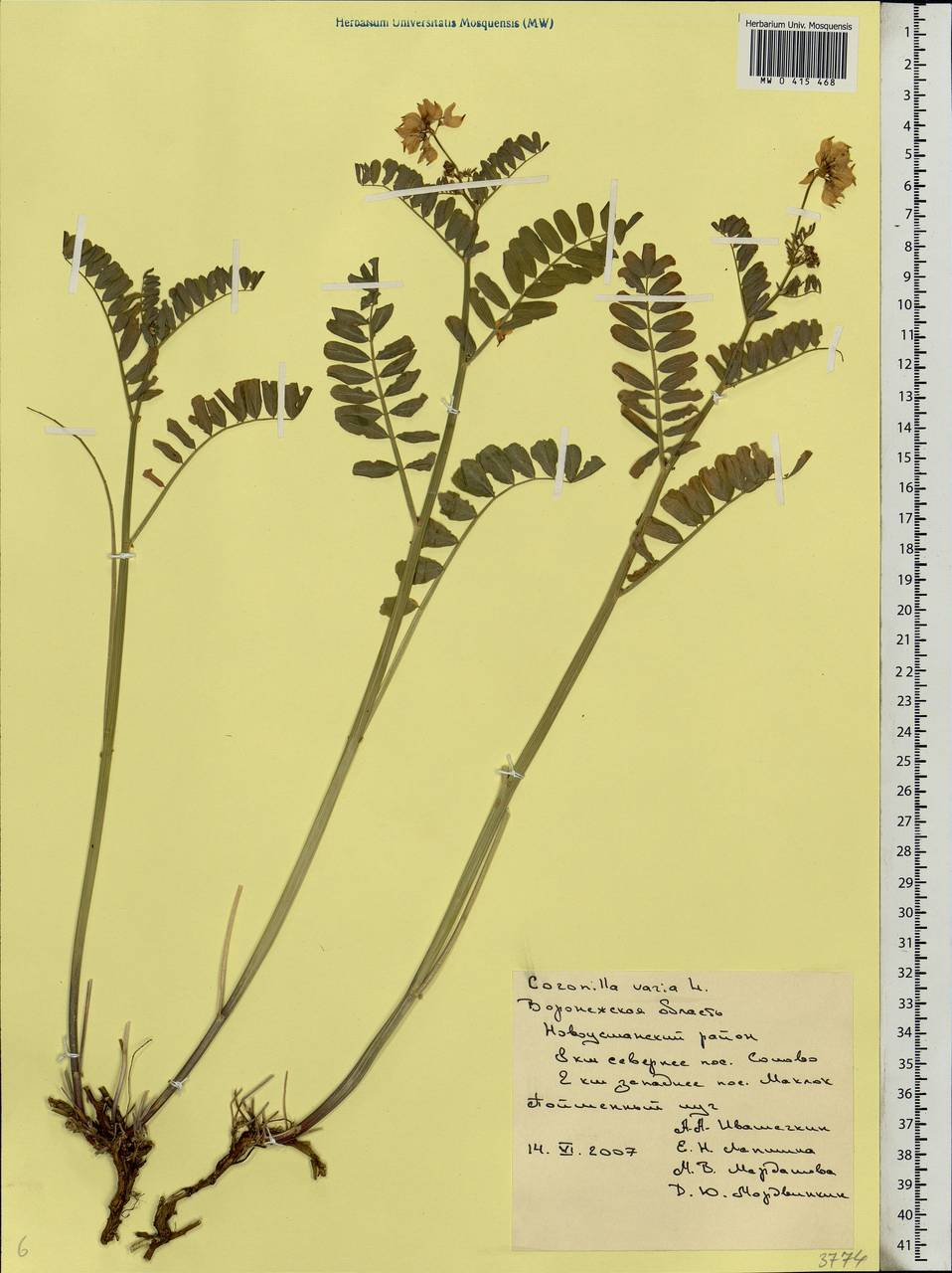 Coronilla varia L., Eastern Europe, Central forest-and-steppe region (E6) (Russia)