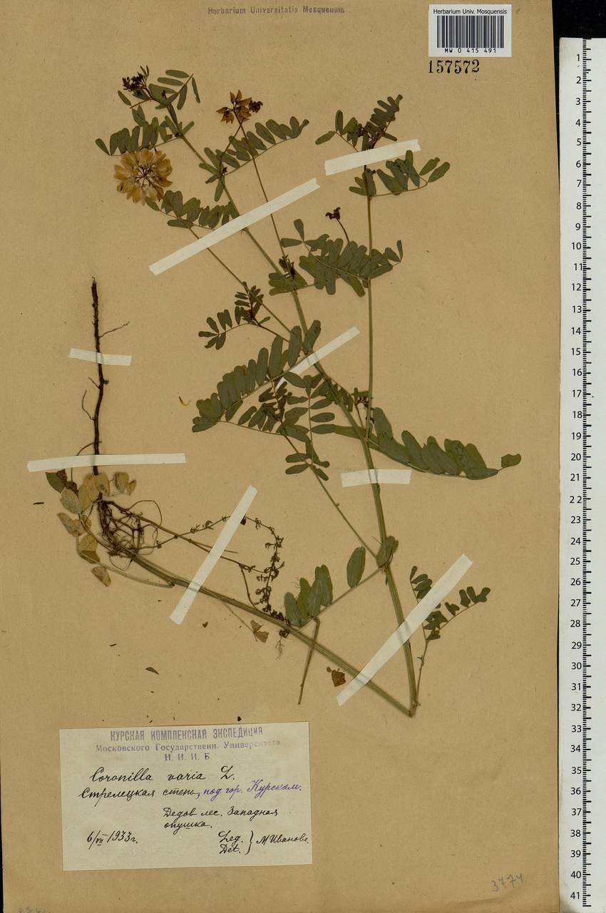 Coronilla varia L., Eastern Europe, Central forest-and-steppe region (E6) (Russia)