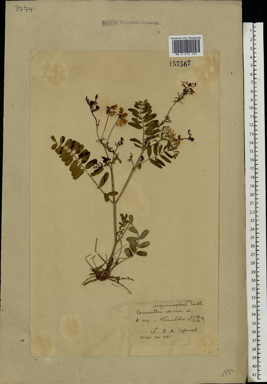 Coronilla varia L., Eastern Europe, Central forest-and-steppe region (E6) (Russia)