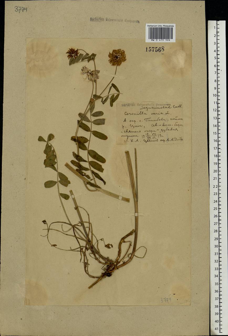 Coronilla varia L., Eastern Europe, Central forest-and-steppe region (E6) (Russia)