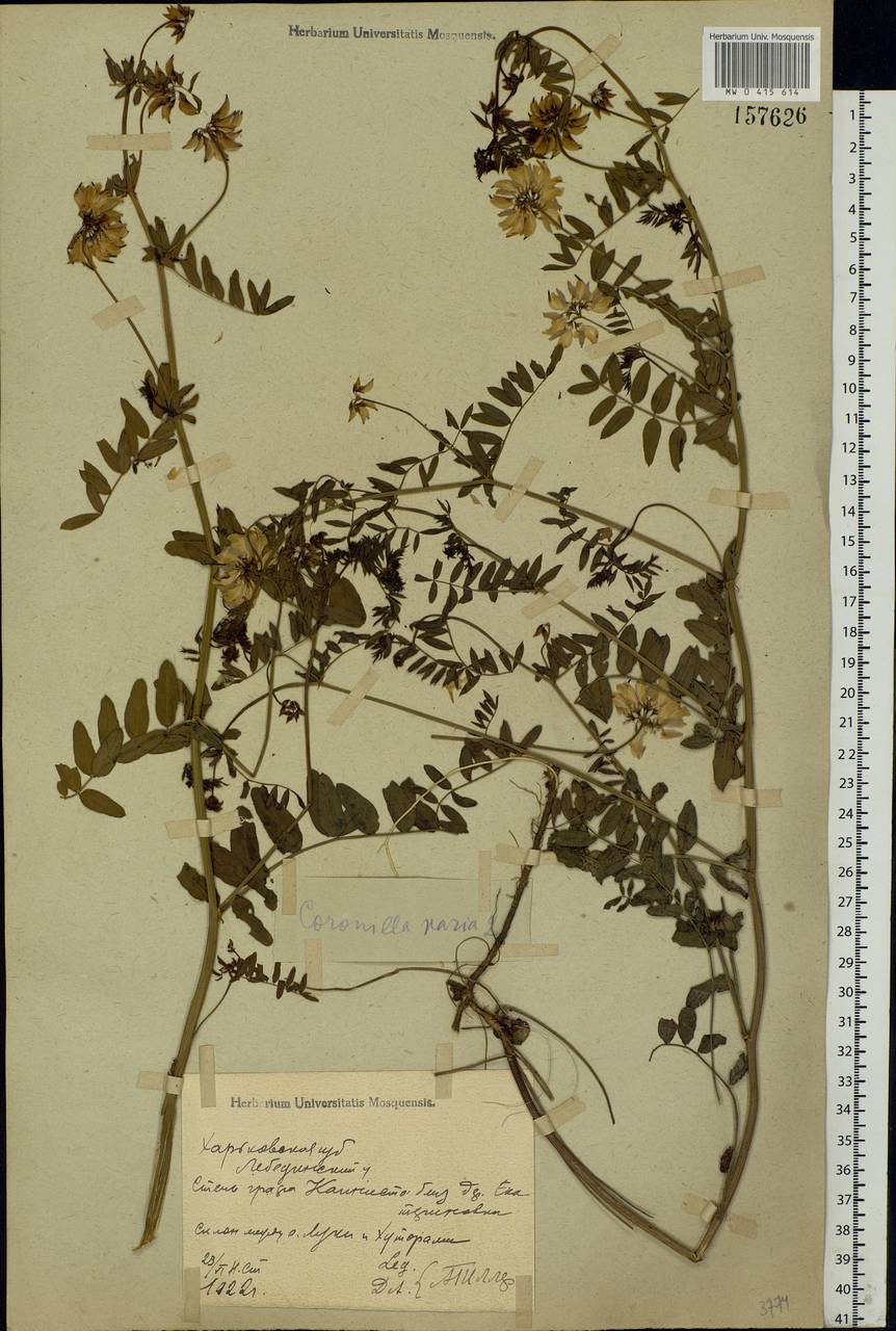 Coronilla varia L., Eastern Europe, North Ukrainian region (E11) (Ukraine)