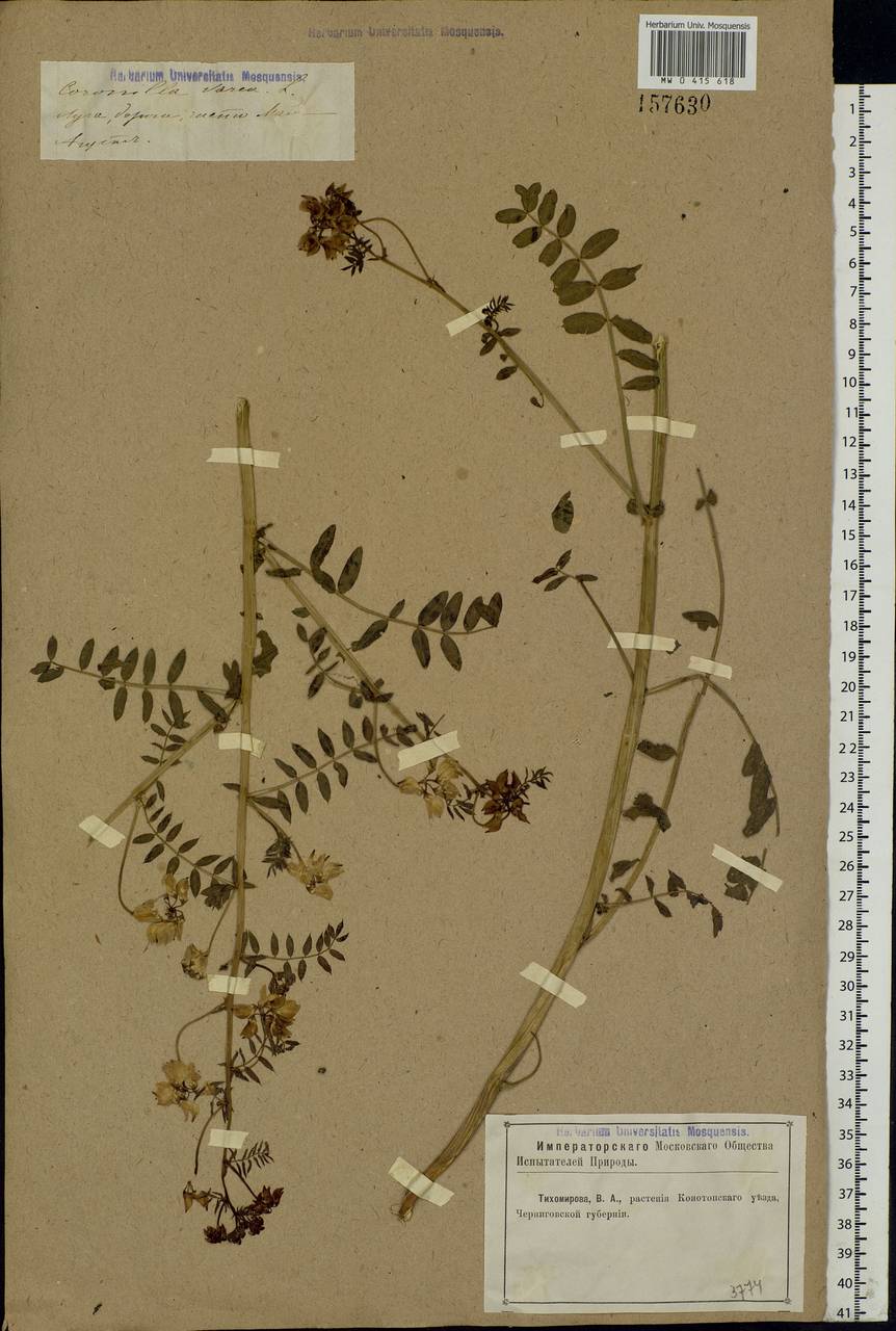 Coronilla varia L., Eastern Europe, North Ukrainian region (E11) (Ukraine)