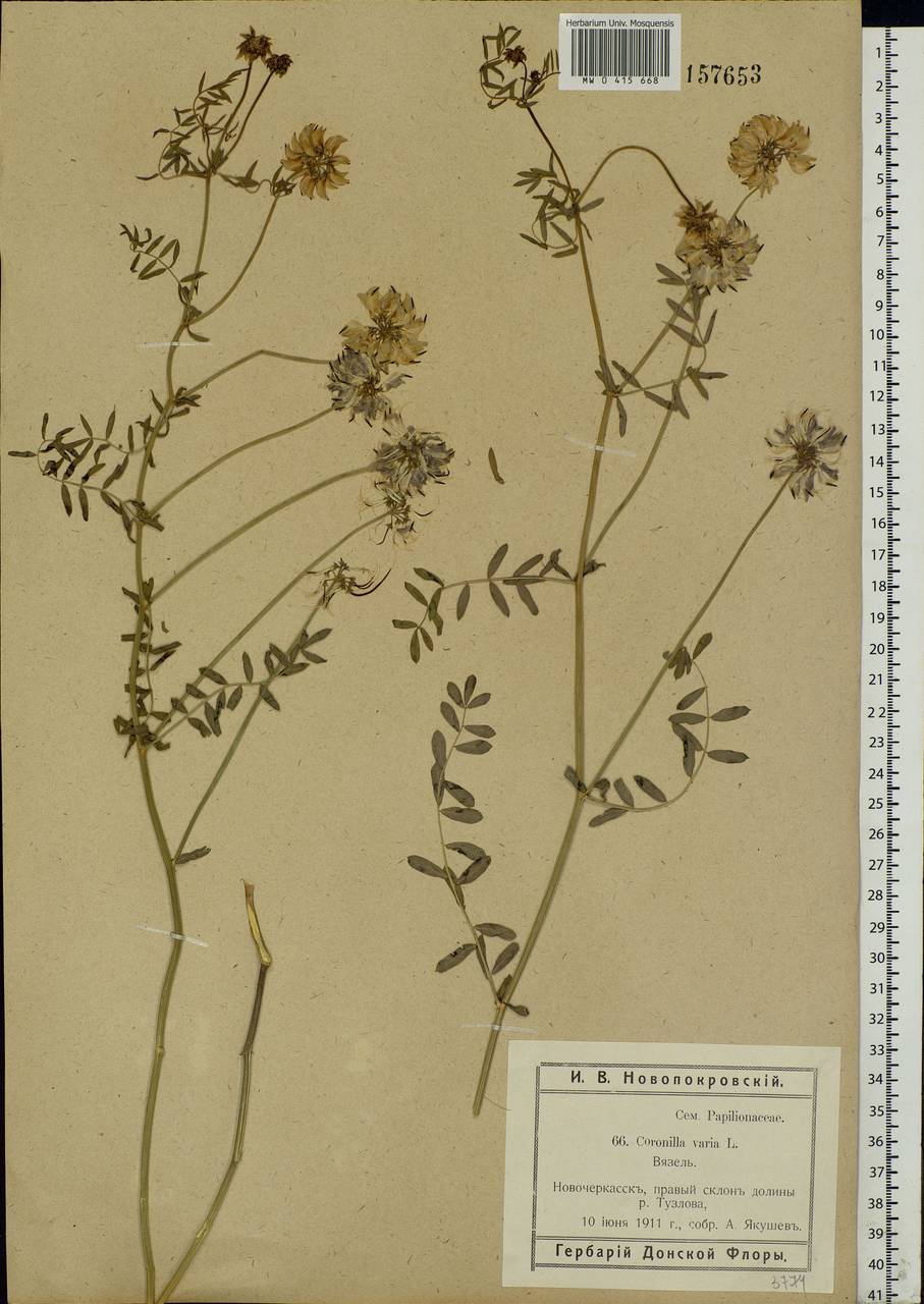 Coronilla varia L., Eastern Europe, Rostov Oblast (E12a) (Russia)