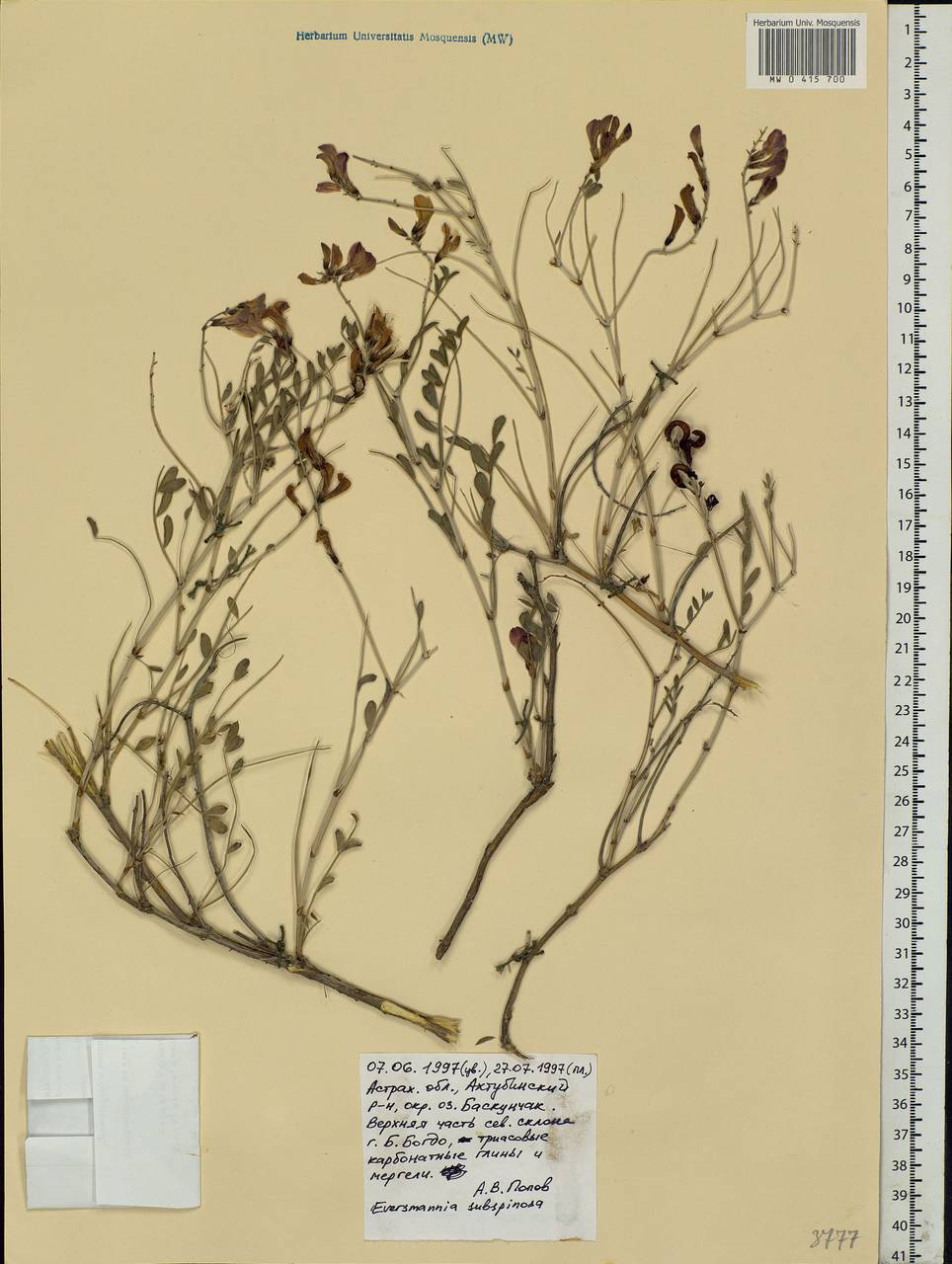 Eversmannia subspinosa (DC.)B.Fedtsch., Eastern Europe, Lower Volga region (E9) (Russia)