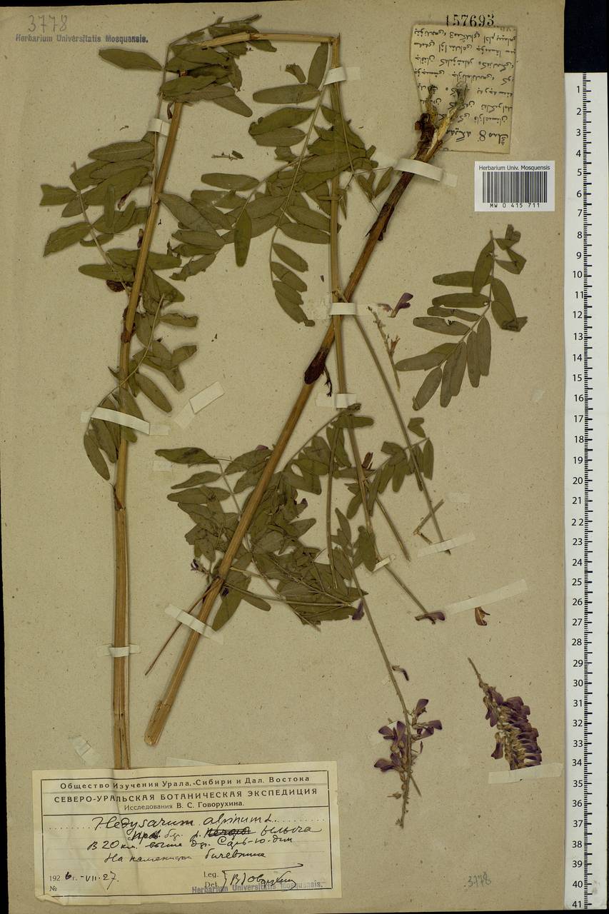 Hedysarum alpinum L., Eastern Europe, Northern region (E1) (Russia)