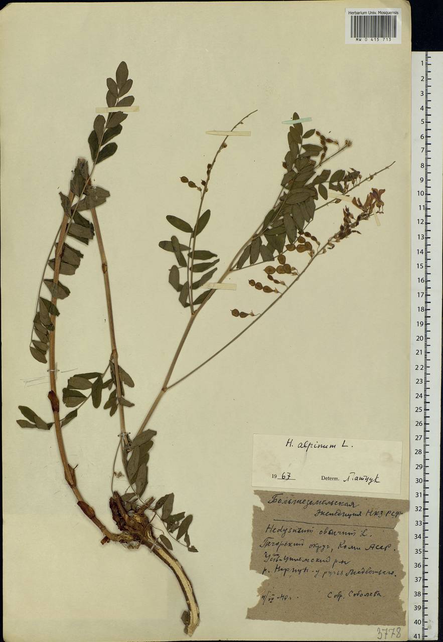 Hedysarum alpinum L., Eastern Europe, Northern region (E1) (Russia)