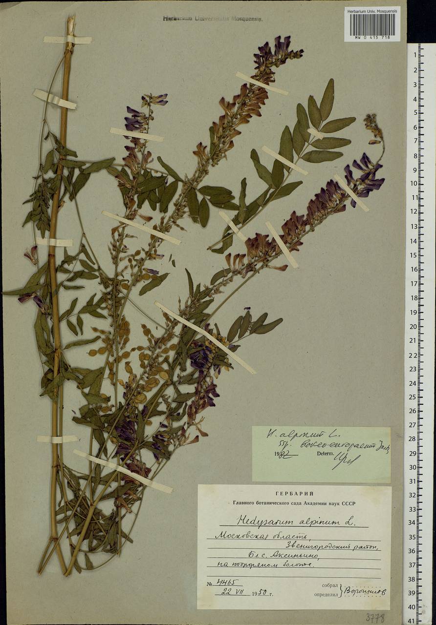 Hedysarum alpinum L., Eastern Europe, Moscow region (E4a) (Russia)