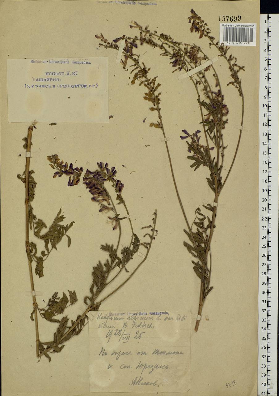Hedysarum alpinum L., Eastern Europe, Eastern region (E10) (Russia)