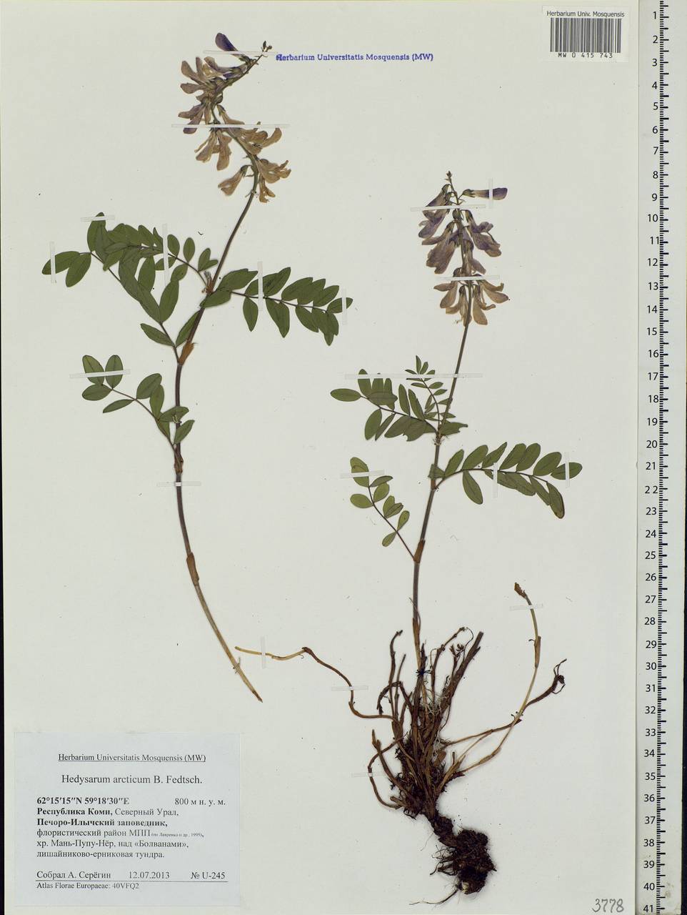 Hedysarum hedysaroides subsp. arcticum (B.Fedtsch.)P.W.Ball, Eastern Europe, Northern region (E1) (Russia)