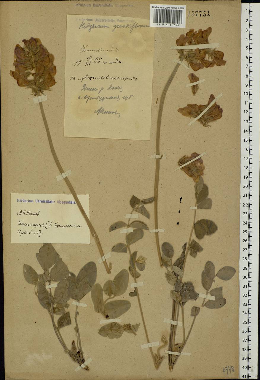 Hedysarum argyrophyllum Ledeb., Eastern Europe, Eastern region (E10) (Russia)